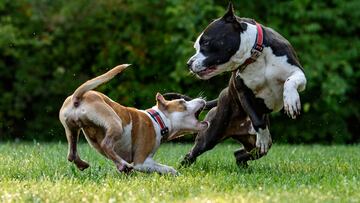 ¿Tos en perros? ¿No abrigarlos de manera excesiva?: Conoce cómo prevenir resfríos en mascotas este invierno